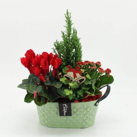 Arrangement Christmas