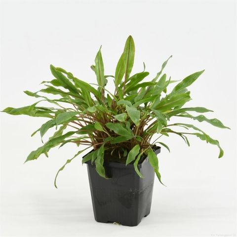 Cryptocoryne undulata