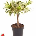 Dracaena reflexa 'Song of India'