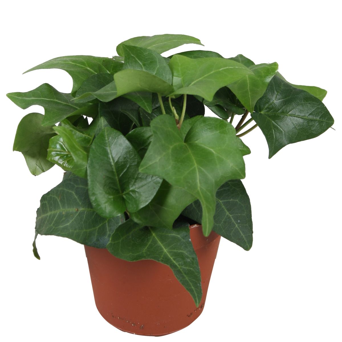 Hedera helix 'Mein Herz'  Pflanzengrohandel FlorAccess