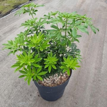 Choisya GREENFINGERS