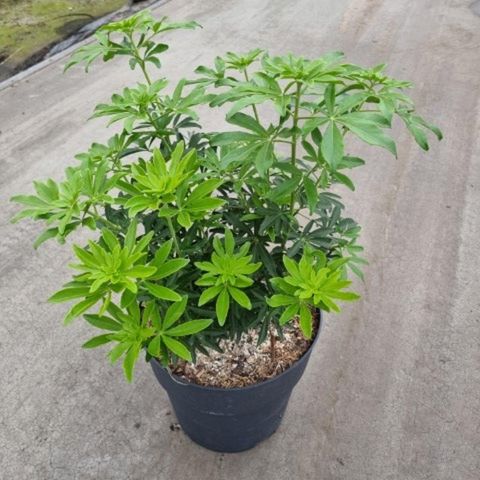 Choisya GREENFINGERS