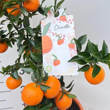 Citrus aurantium 'Chinotto'
