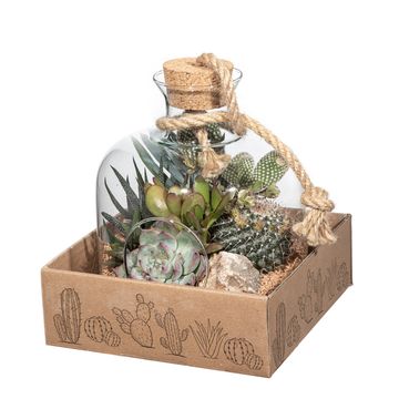 Kомпозиции Cactus / Succulent