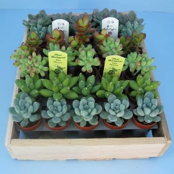 Succulents MIX