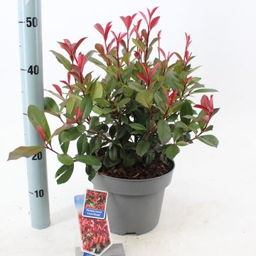 Photinia x fraseri CARRÉ ROUGE