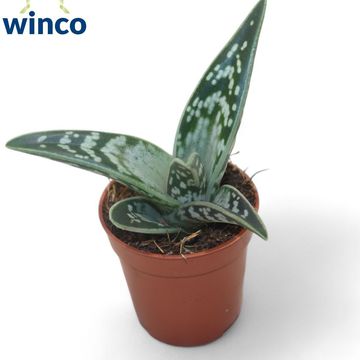 Aloe variegata