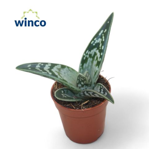 Aloe variegata