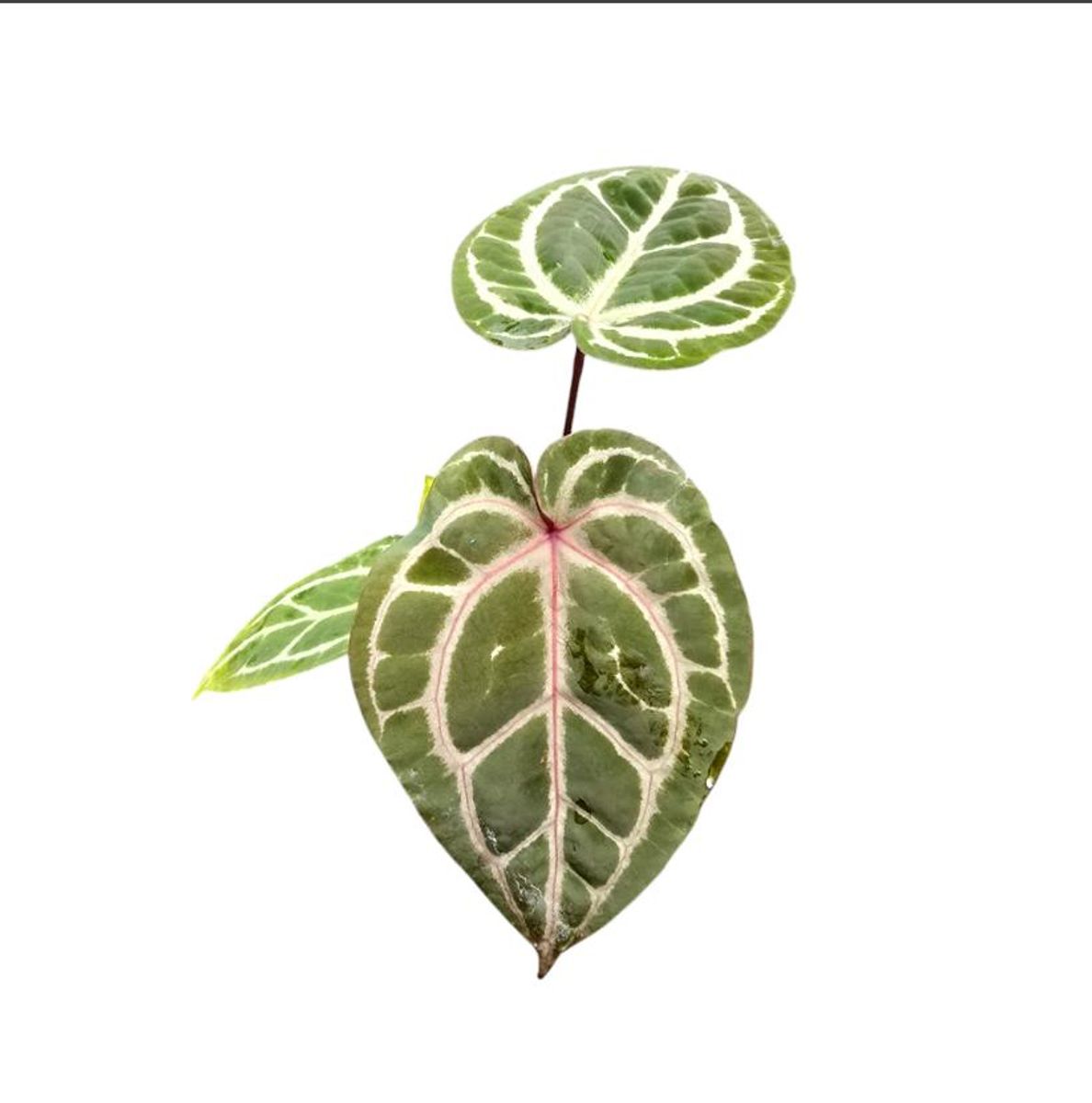 【ＨＳ】アンスリウム　ZARA x ZARA ドックブロック ドックブロックアンスリウムZARA x ZARA