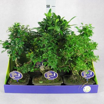 Bonsai MIX