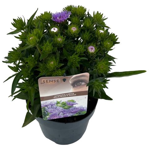 Stokesia laevis 'Mels Blue'