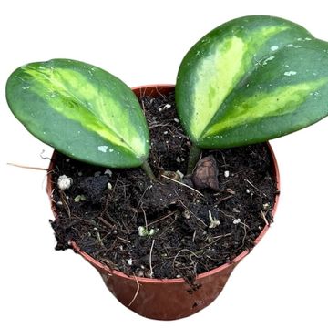 Hoya obovata 'Variegata'