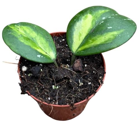 Hoya obovata 'Variegata'