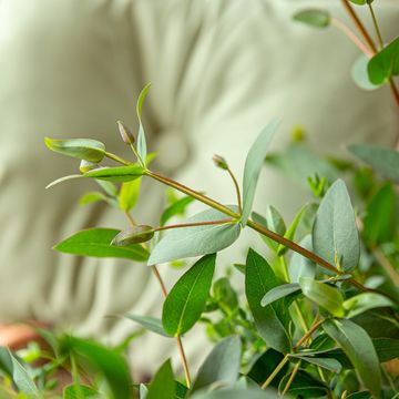 Eucalyptus parvifolia 'Oliva'