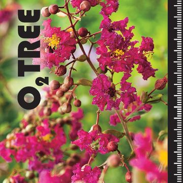 Lagerstroemia indica 'Purple Star'