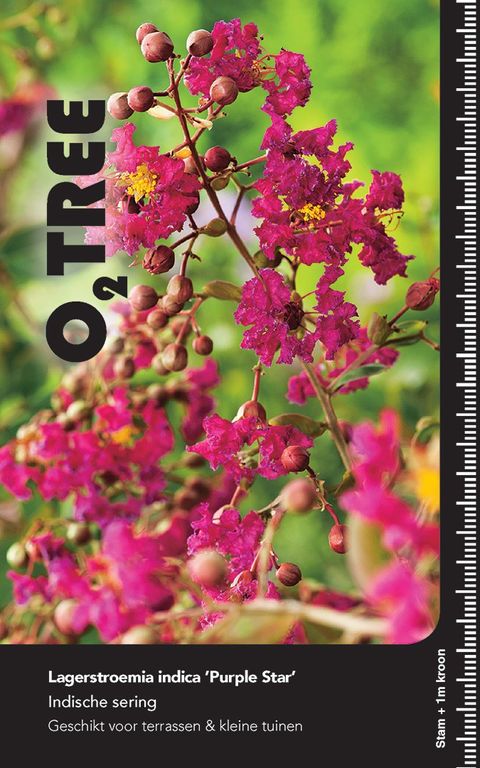 Lagerstroemia indica 'Purple Star'
