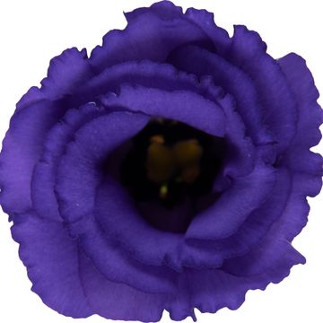 Eustoma grandiflorum 'Julietta Blue'