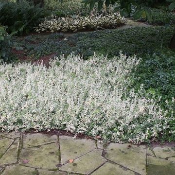 Euonymus fortunei 'Harlequin'