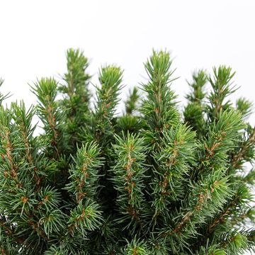 Picea glauca 'Альберта Глоб'