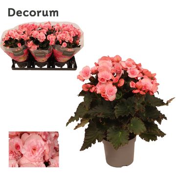 Begonia MOVE 2 JOY PINK