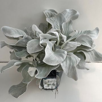 Senecio candicans ANGEL WINGS