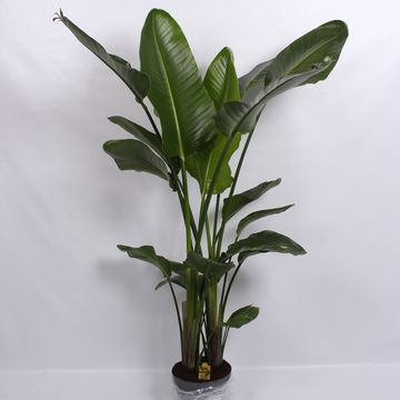 Strelitzia nicolai