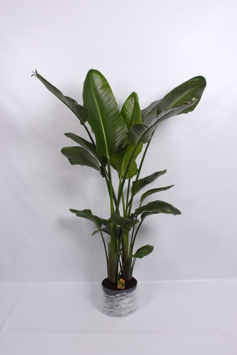 Strelitzia nicolai