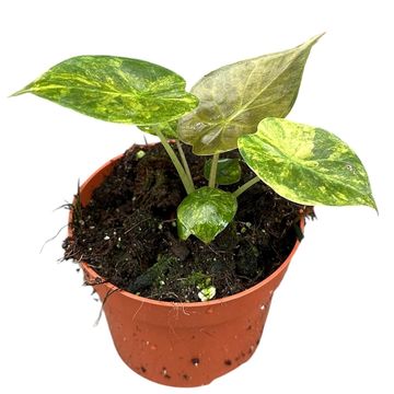 Alocasia wentii 'Aurea'