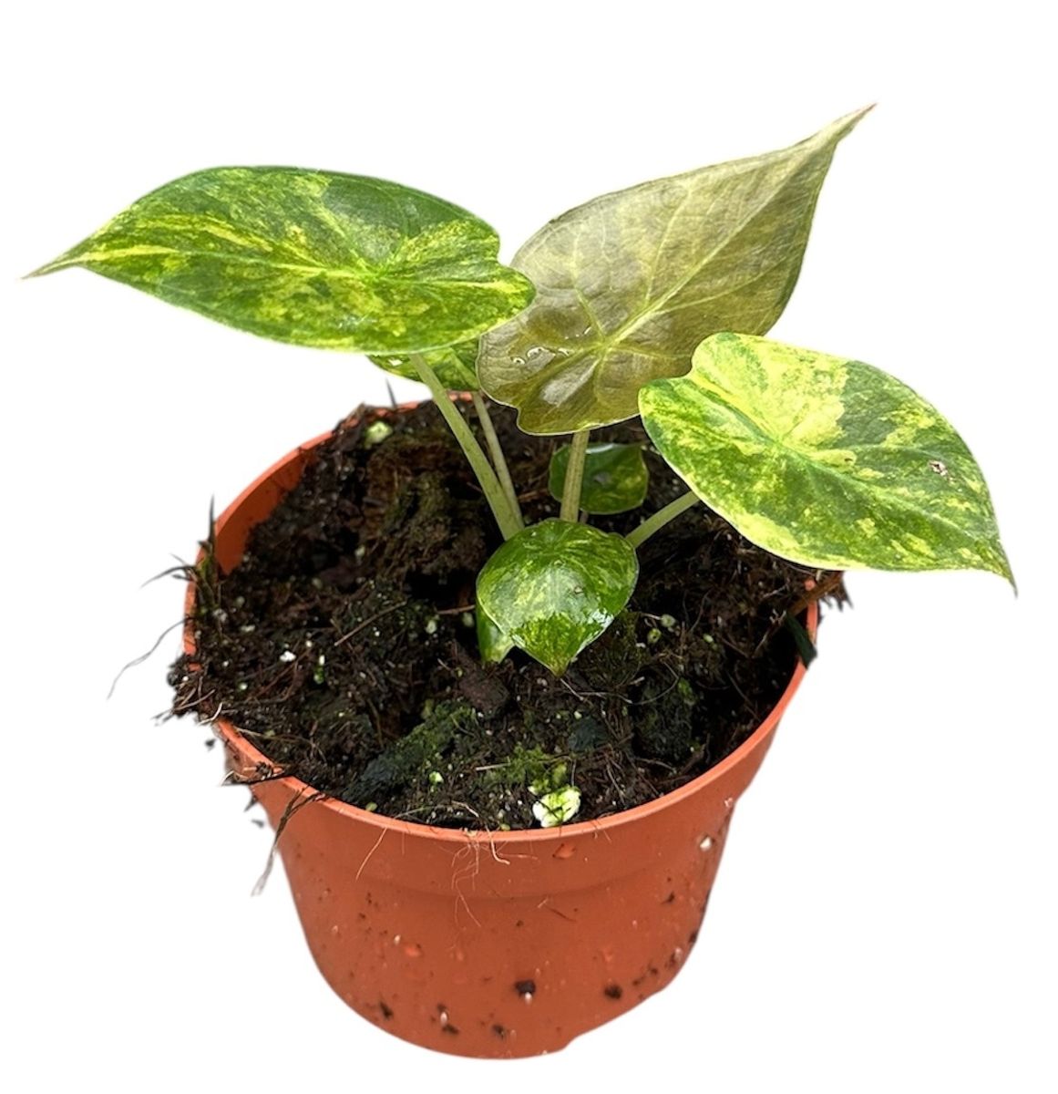 Alocasia Wentii Aurea Plant Wholesale FlorAccess