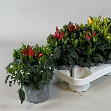 Capsicum annuum SALSA MIX