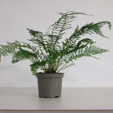 Polystichum setiferum 'Proliferum'