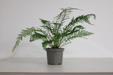 Polystichum setiferum 'Proliferum'