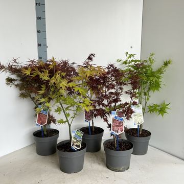 Acer palmatum MIX