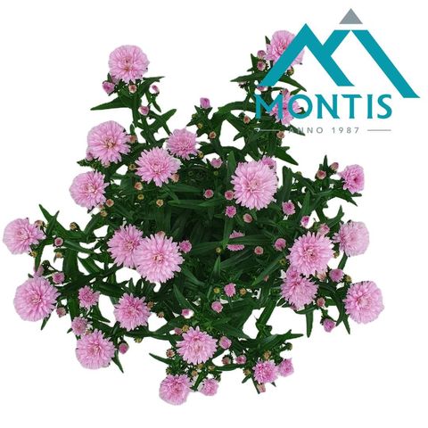 Aster SHOWMAKERS PRETTY PINK