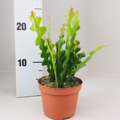 Epiphyllum anguliger — Plant Wholesale FlorAccess