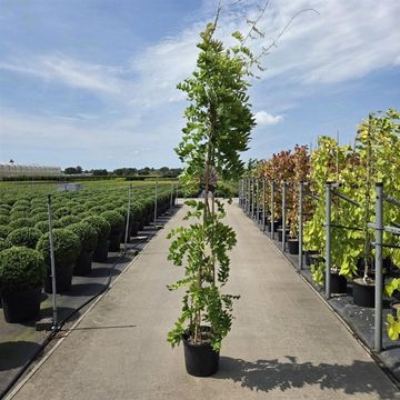 Wisteria floribunda 'Honbeni'