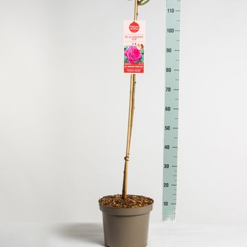 Rosa BLACKBERRY NIP