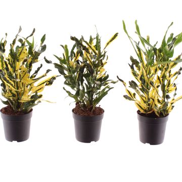 Codiaeum variegatum 'Pictum'