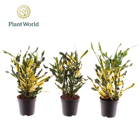 Codiaeum variegatum 'Pictum'