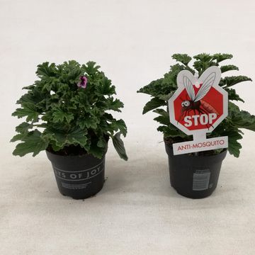 Pelargonium 'Orange Fizz'