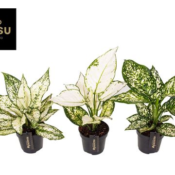 Aglaonema MIX