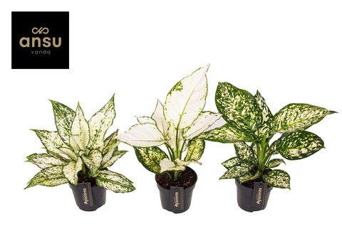 Aglaonema MIX