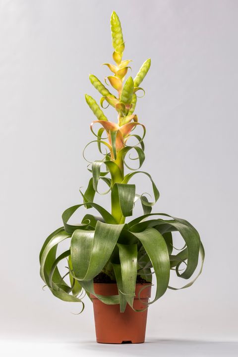 Tillandsia 'Samantha'