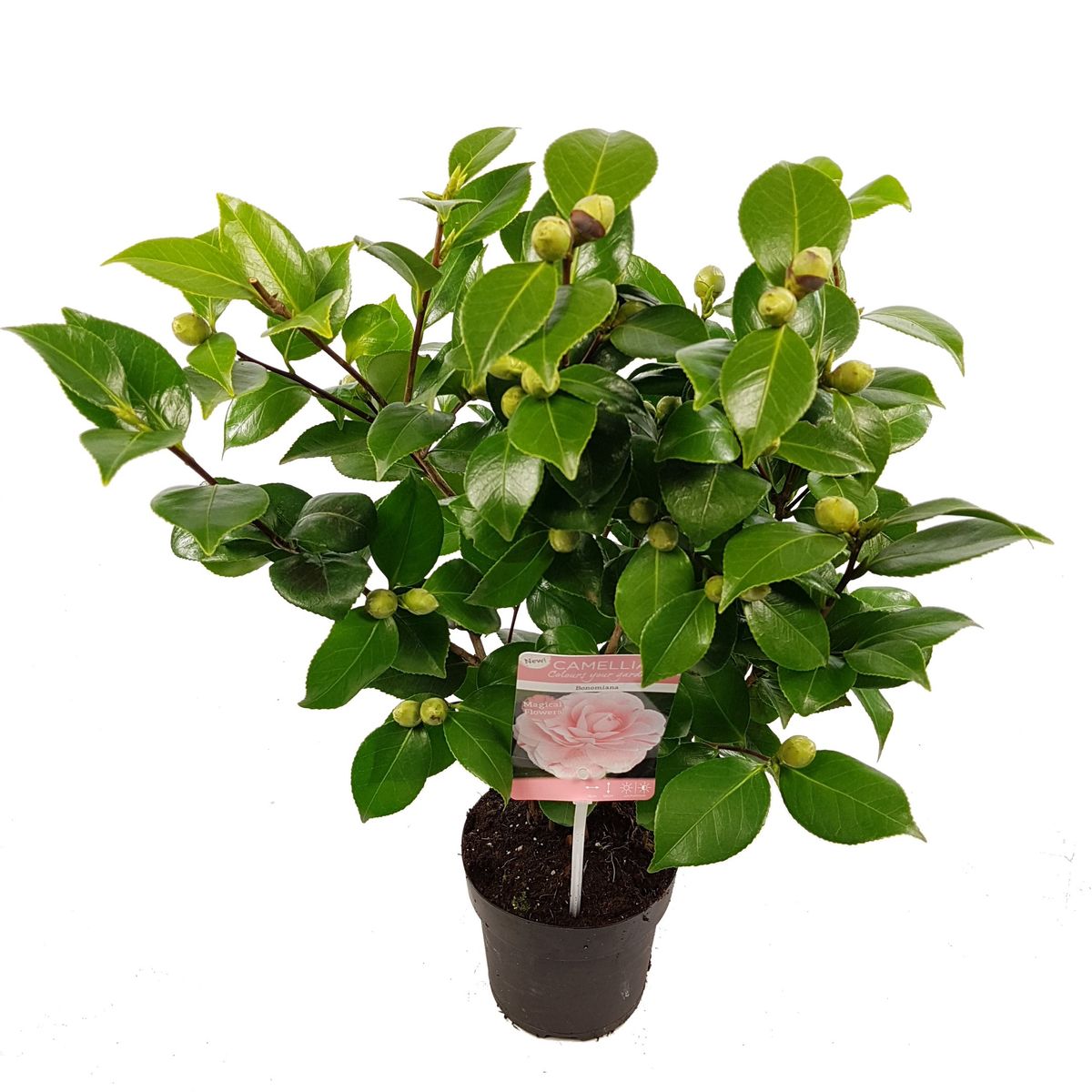 Camellia Japonica Bonomiana (p15 Cm H42 - 52 Cm) – Plant Wholesale 