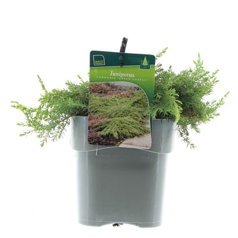 Juniperus communis 'Green Carpet' (De Koekoek Potcultures)
