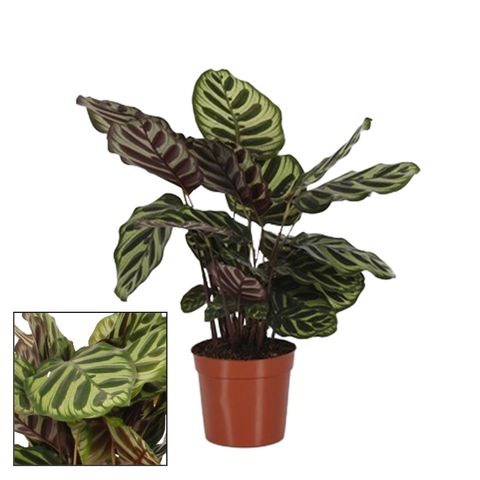 Calathea makoyana