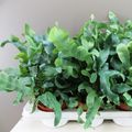 Phlebodium aureum 'Blue Star'
