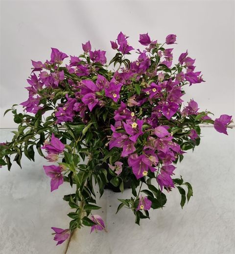 Bougainvillea 'Alexandra'