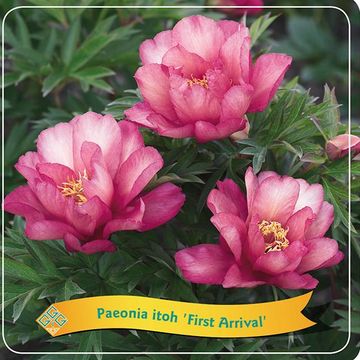 Paeonia 'First Arrival'