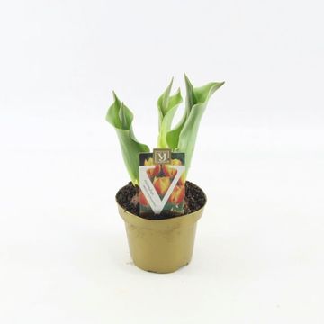 Tulipa 'Flair'